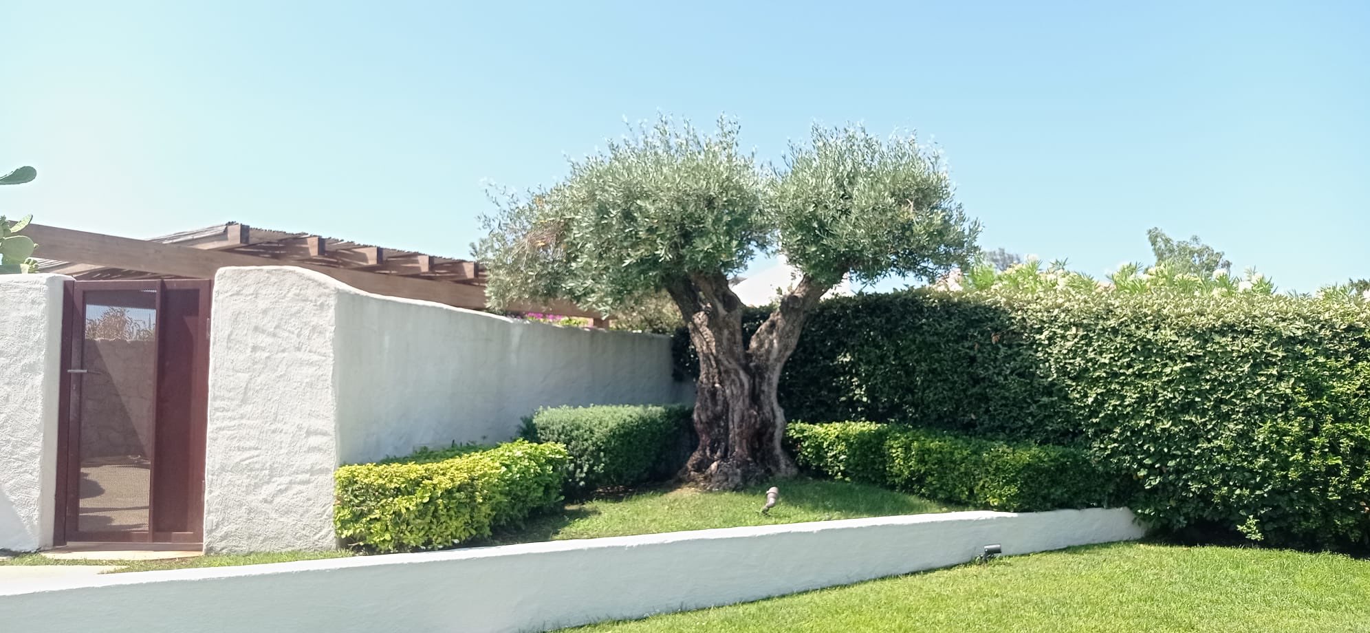 Olivo dal tronco nodoso e siepi sagomate a bordo prato in un giardino curato